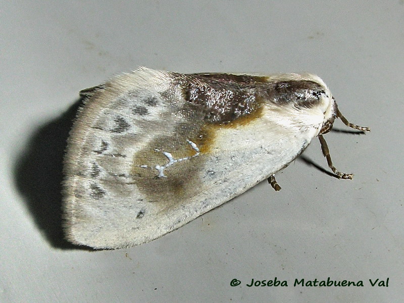 Cilix glaucata - Drepanidae